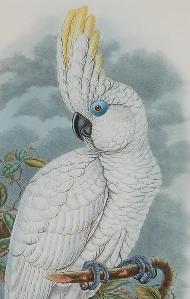 Cockatoo aux yeux bleus : Lithographie originale encadrée du 19e siècle colorée à la main par Gould - Naturalisme Print par John Gould and Henry Constantine Richter