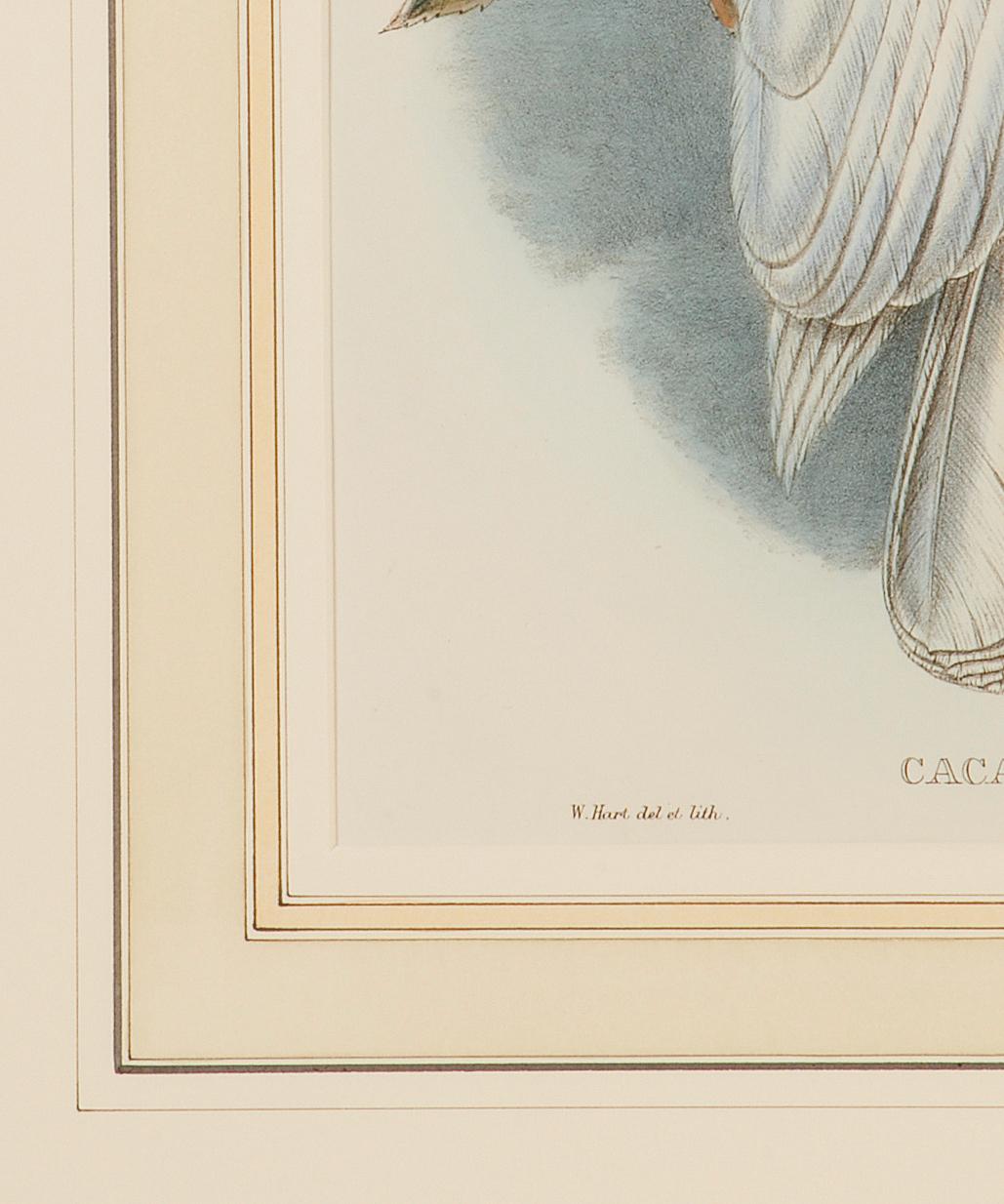 Cockatoo aux yeux bleus : Lithographie originale encadrée du 19e siècle colorée à la main par Gould - Gris Animal Print par John Gould and Henry Constantine Richter