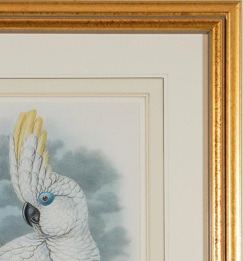 Blue-eyed Cockatoo: A Framed Original 19th C. Hand-colored Lithograph by Gould - Gray Animal Print by John Gould and Henry Constantine Richter