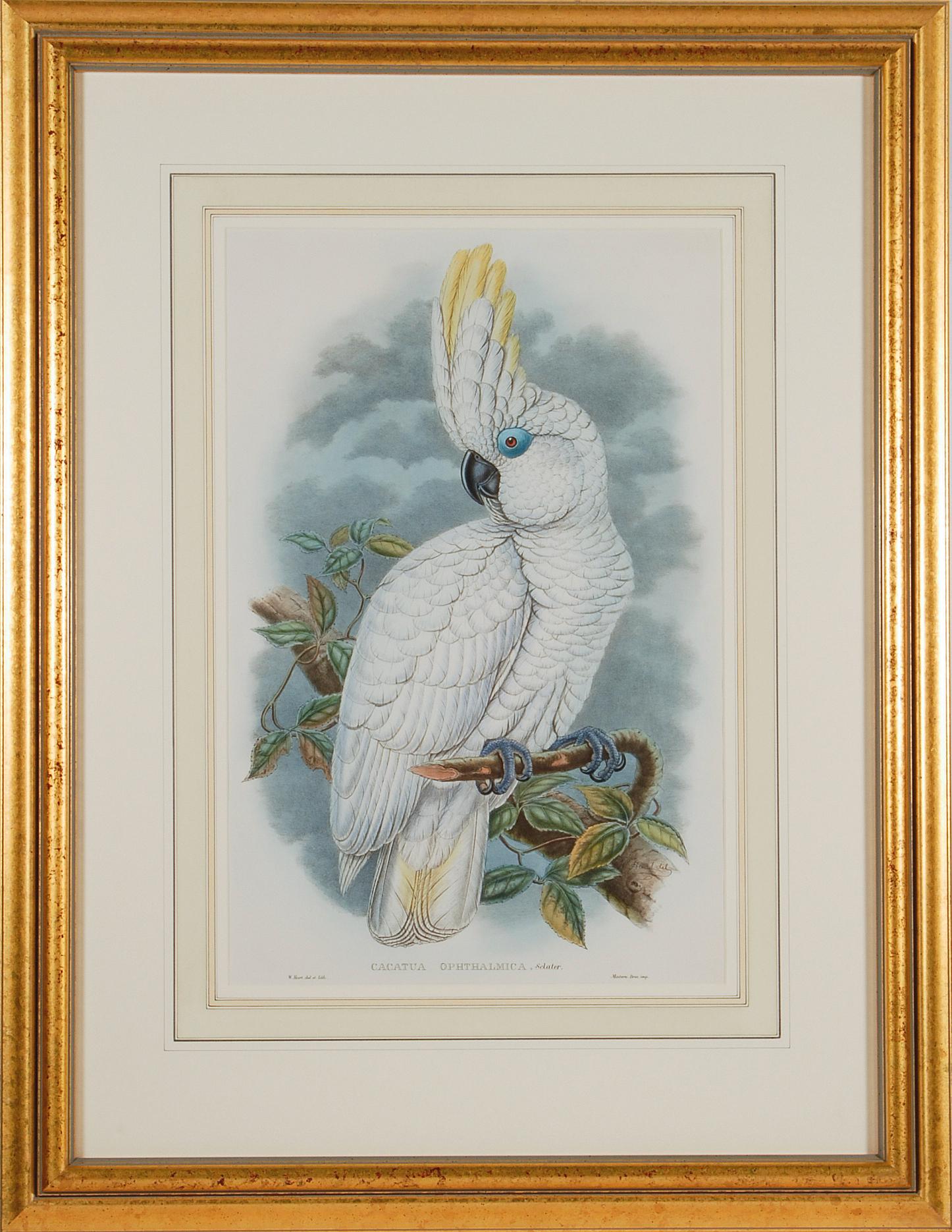 Cockatoo aux yeux bleus : Lithographie originale encadrée du 19e siècle colorée à la main par Gould