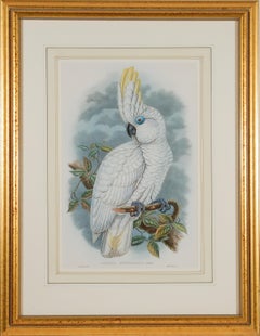 Blue-eyed Cockatoo: A Framed Original 19th C. Hand-colored Lithograph by Gould