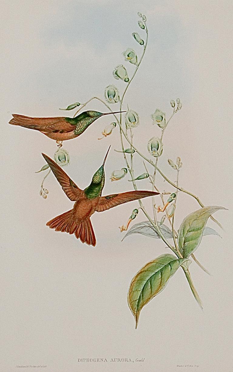 Bolivian Rainbow Hummingbirds: A Framed 19th C. Hand-colored Lithograph by Gould - Print by John Gould and Henry Constantine Richter