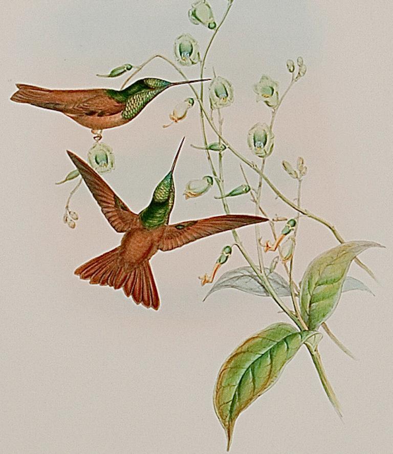Une lithographie encadrée « Bolivian Rainbow Hummingbirds » du 19e siècle, colorée à la main par Gould - Naturalisme Print par John Gould and Henry Constantine Richter