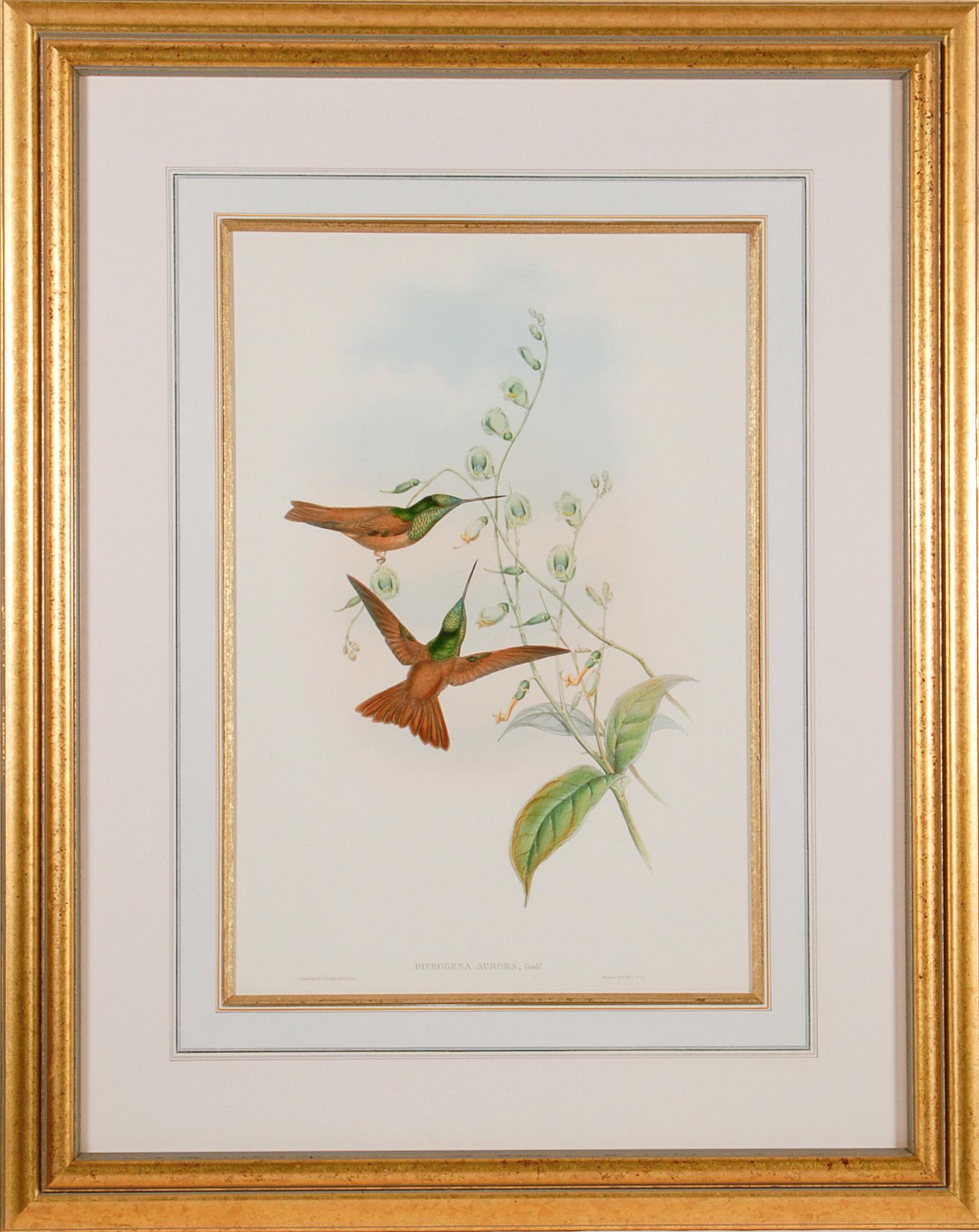 John Gould and Henry Constantine Richter Animal Print - Bolivian Rainbow Hummingbirds: A Framed 19th C. Hand-colored Lithograph by Gould