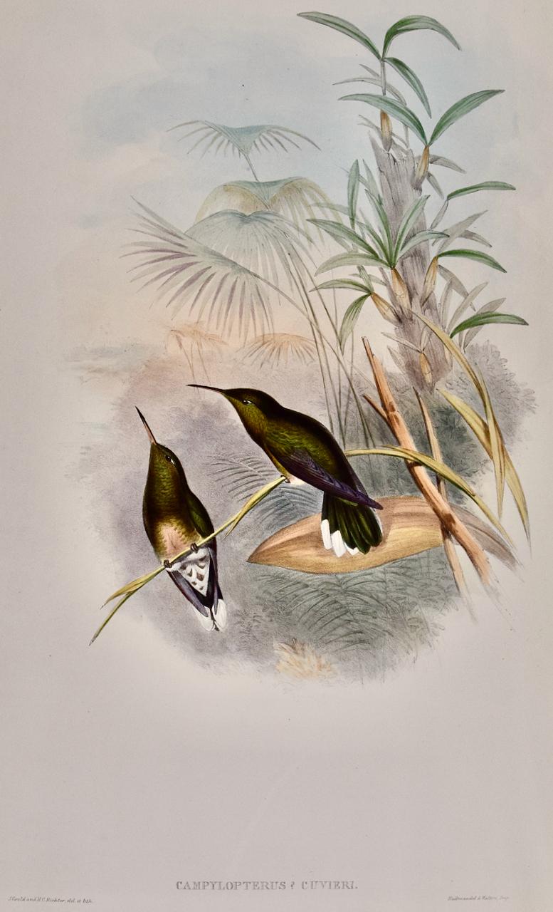 Les oiseaux à ailes de sabre de Cuvier : une lithographie du 19e siècle, colorée à la main par Gould - Print de John Gould and Henry Constantine Richter