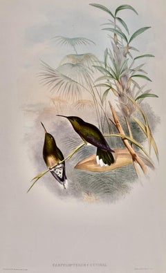 Cuvier's Sabre-wing Hummingbirds: A 19th C. Hand-colored lithograph by Gould