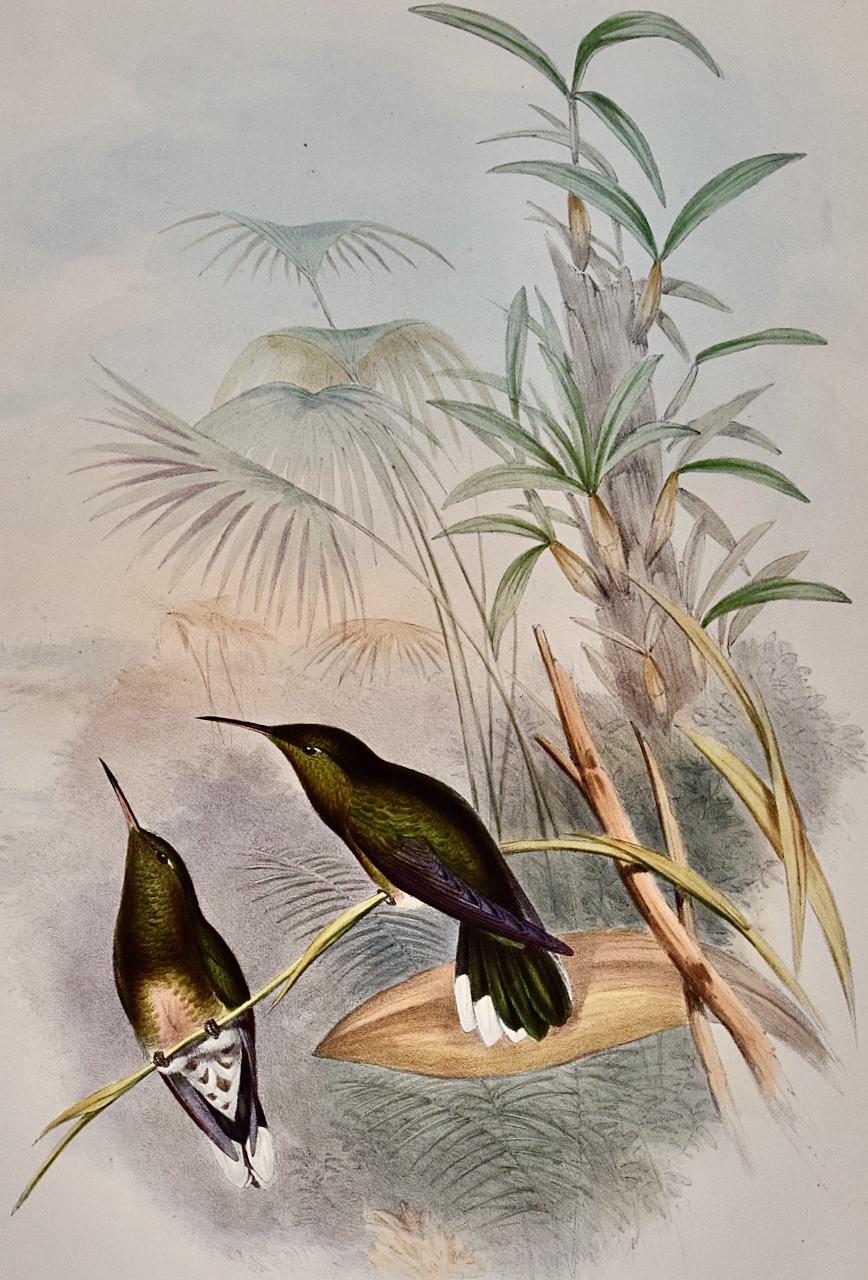 Les oiseaux à ailes de sabre de Cuvier : une lithographie du 19e siècle, colorée à la main par Gould - Naturalisme Print par John Gould and Henry Constantine Richter