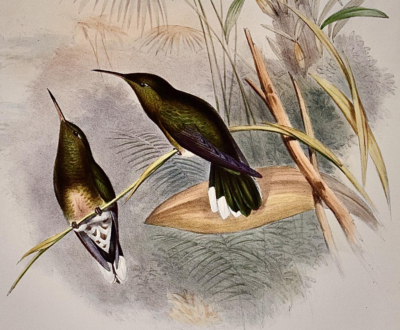 Les oiseaux à ailes de sabre de Cuvier : une lithographie du 19e siècle, colorée à la main par Gould - Gris Landscape Print par John Gould and Henry Constantine Richter