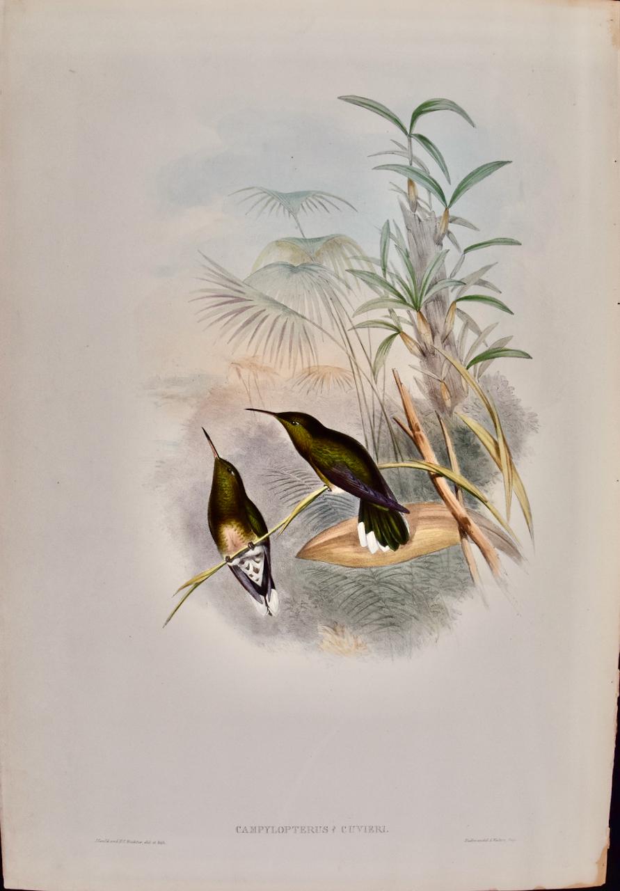 Landscape Print John Gould and Henry Constantine Richter - Les oiseaux à ailes de sabre de Cuvier : une lithographie du 19e siècle, colorée à la main par Gould