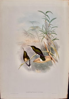 Cuvier's Sabre-wing Hummingbirds: A 19th C. Hand-colored lithograph by Gould