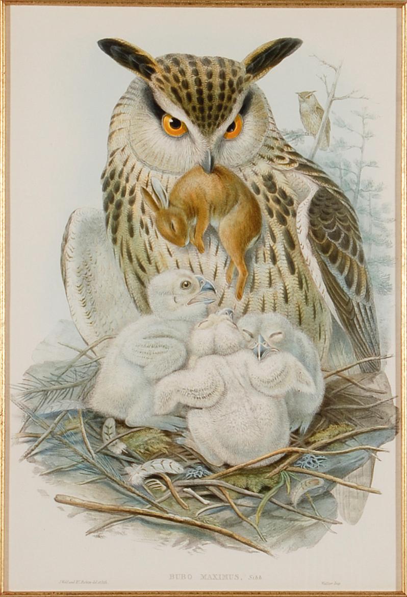 L'aigle ou le hibou en corne : Lithographie originale encadrée du 19e siècle, colorée à la main par Gould - Print de John Gould and Henry Constantine Richter