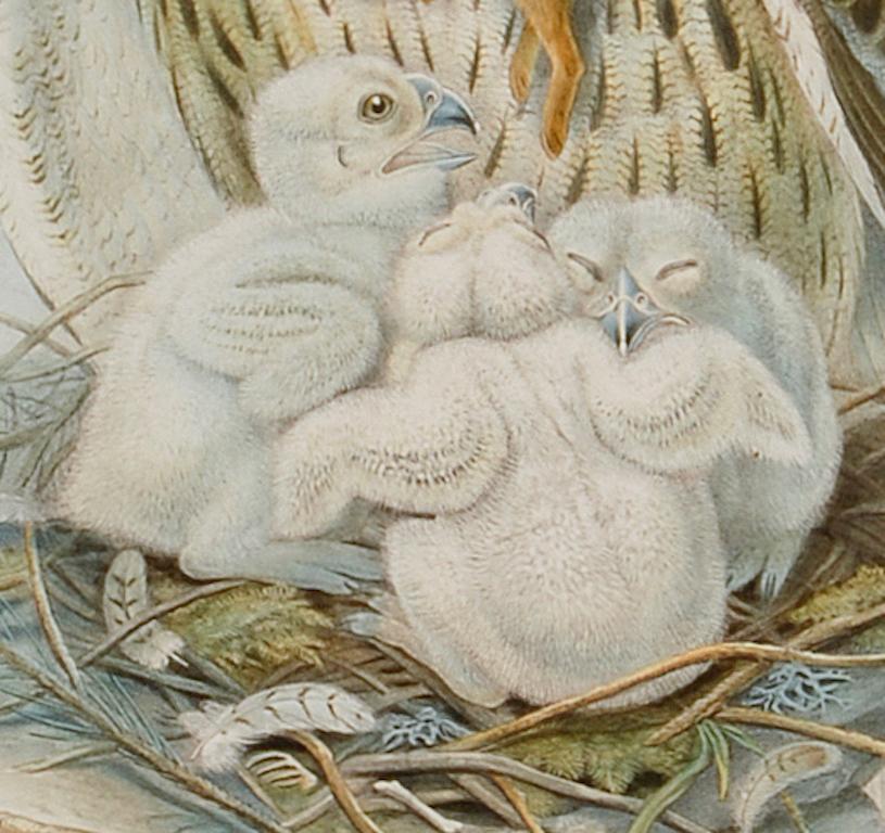 L'aigle ou le hibou en corne : Lithographie originale encadrée du 19e siècle, colorée à la main par Gould - Naturalisme Print par John Gould and Henry Constantine Richter
