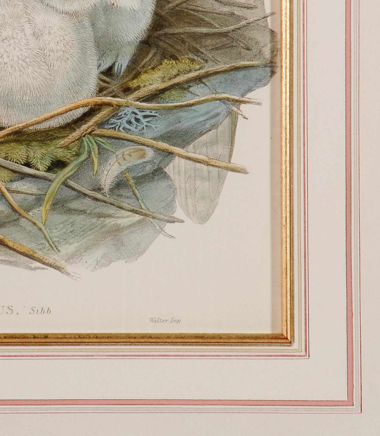 L'aigle ou le hibou en corne : Lithographie originale encadrée du 19e siècle, colorée à la main par Gould - Beige Landscape Print par John Gould and Henry Constantine Richter