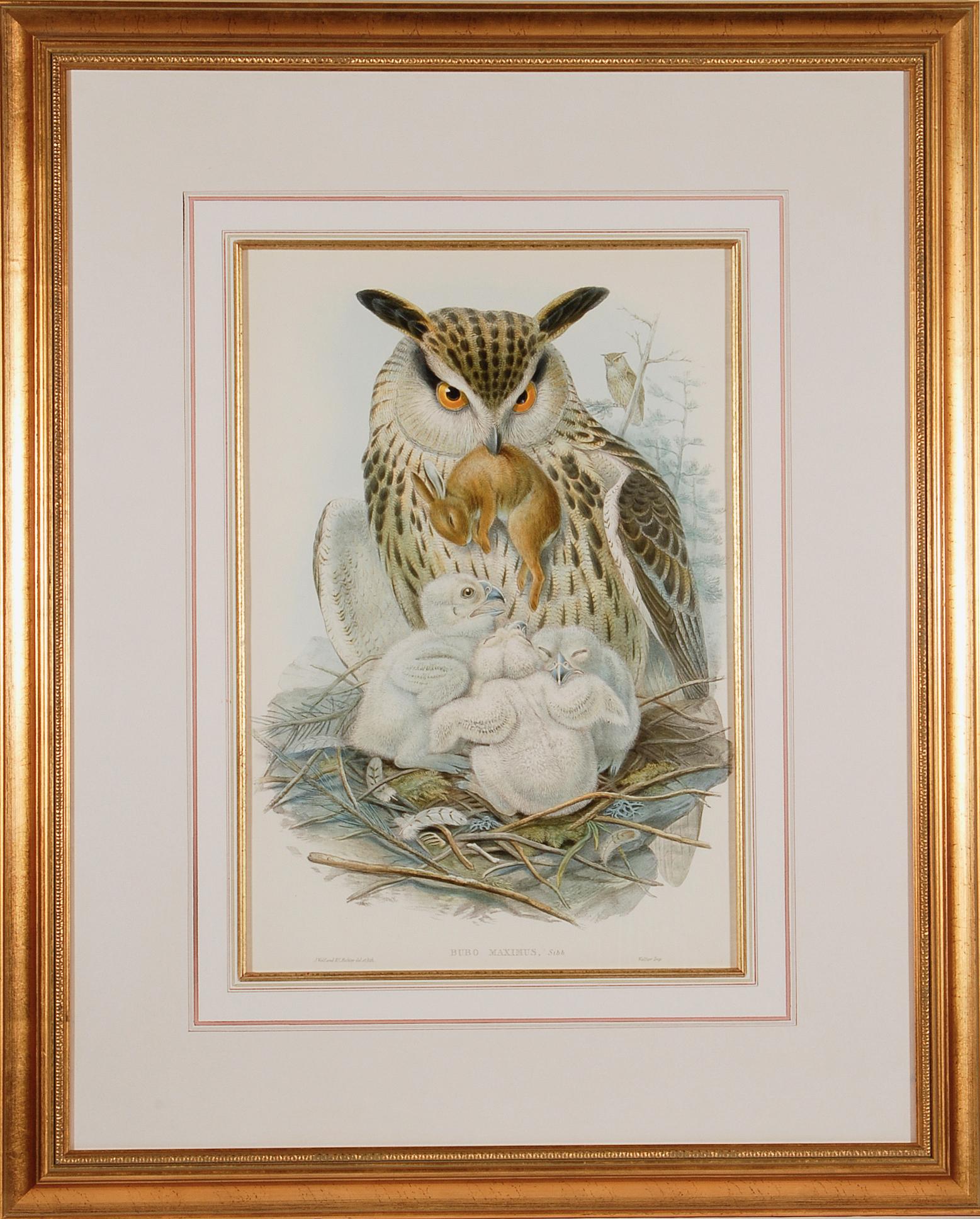 L'aigle ou le hibou en corne : Lithographie originale encadrée du 19e siècle, colorée à la main par Gould