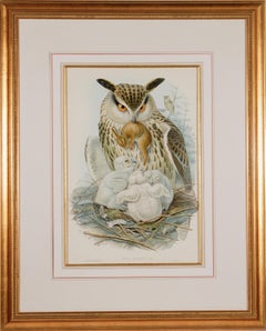 Eagle or Horned Owl: A Framed Original 19th C. Hand-colored Lithograph by Gould