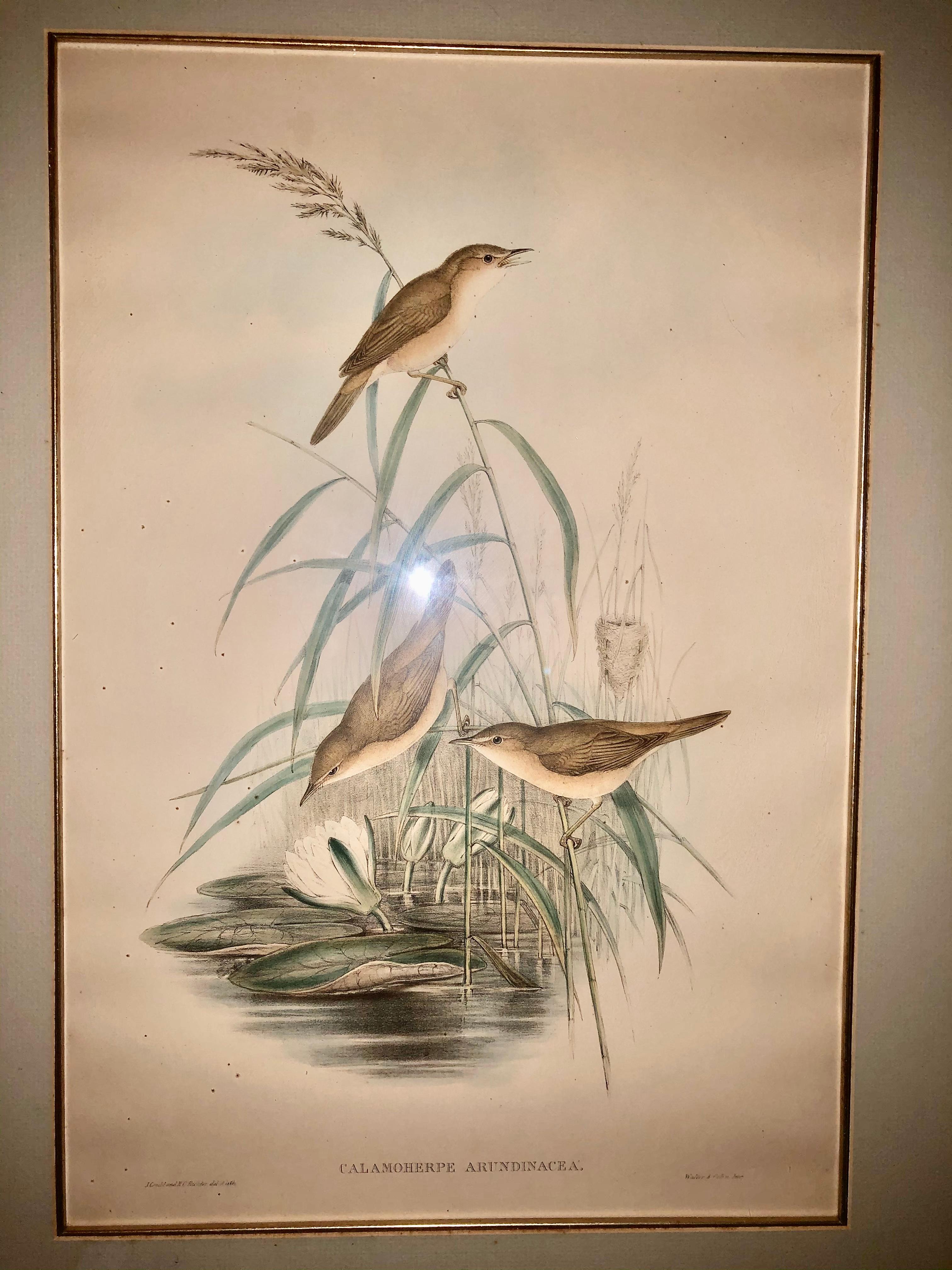 John Gould and Henry Constantine Richter Animal Print - Gould & Richter Reed Warblers Lithograph
