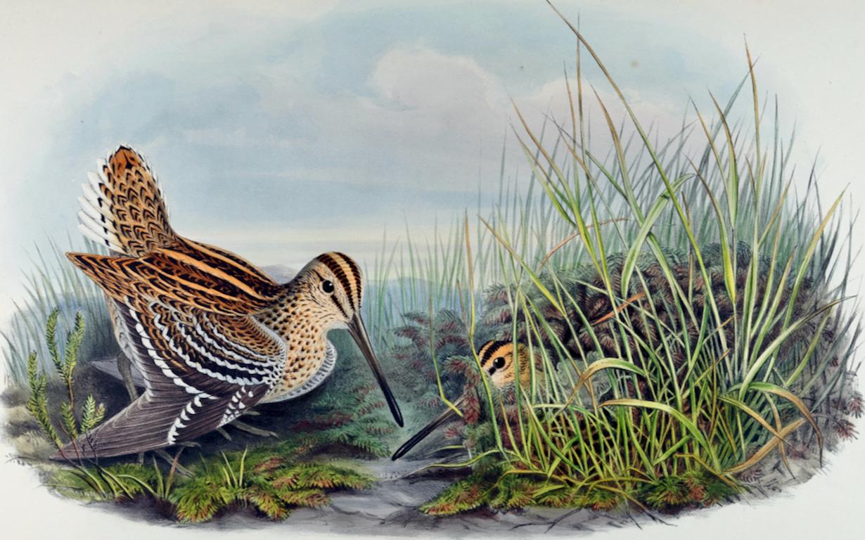 Uccelli beccaccini: A.I.C., litografia colorata a mano del 19° secolo di John Gould - Print di John Gould and Henry Constantine Richter