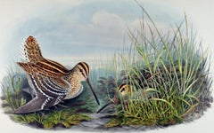 Great Snipe Birds: A 19th C. Hand-colored Lithograph by John Gould