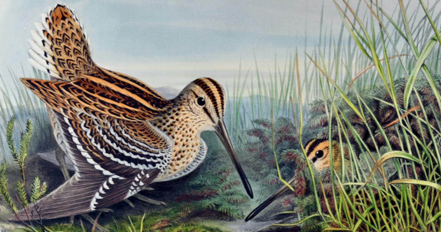 Uccelli beccaccini: A.I.C., litografia colorata a mano del 19° secolo di John Gould - Print Naturalismo di John Gould and Henry Constantine Richter