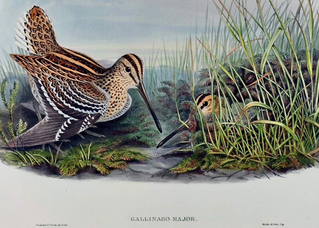 Uccelli beccaccini: A.I.C., litografia colorata a mano del 19° secolo di John Gould - Animal Print Grigio di John Gould and Henry Constantine Richter