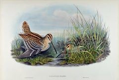Great Snipe Birds: A 19th C. Hand-colored Lithograph by John Gould