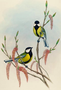 Great Tit Birds: A 19th C. Hand-colored Folio-sized Lithograph by John Gould