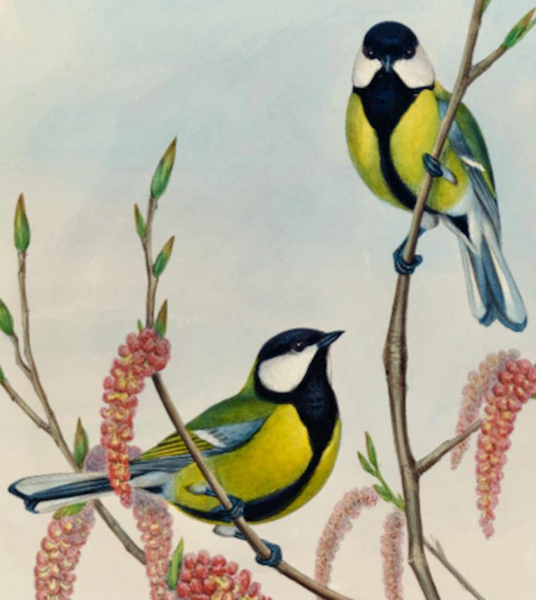 Great Tit Birds : une lithographie Folio du 19e siècle, colorée à la main par John Gould - Naturalisme Print par John Gould and Henry Constantine Richter
