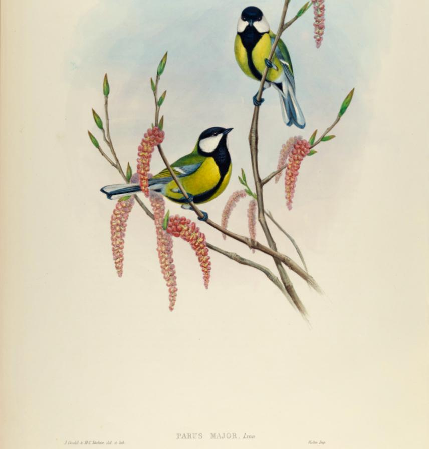 Great Tit Birds : une lithographie Folio du 19e siècle, colorée à la main par John Gould - Beige Animal Print par John Gould and Henry Constantine Richter