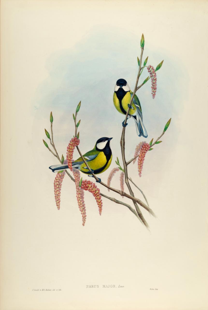 Animal Print John Gould and Henry Constantine Richter - Great Tit Birds : une lithographie Folio du 19e siècle, colorée à la main par John Gould