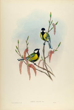 Great Tit Birds: A 19th C. Hand-colored Folio-sized Lithograph by John Gould