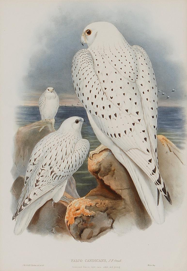 Falcon des Antilles du Verland : Lithographie colorée à la main par Gould, 19e siècle - Print de John Gould and Henry Constantine Richter