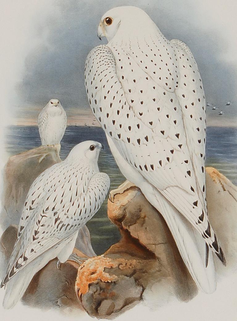 Falcon des Antilles du Verland : Lithographie colorée à la main par Gould, 19e siècle - Naturalisme Print par John Gould and Henry Constantine Richter