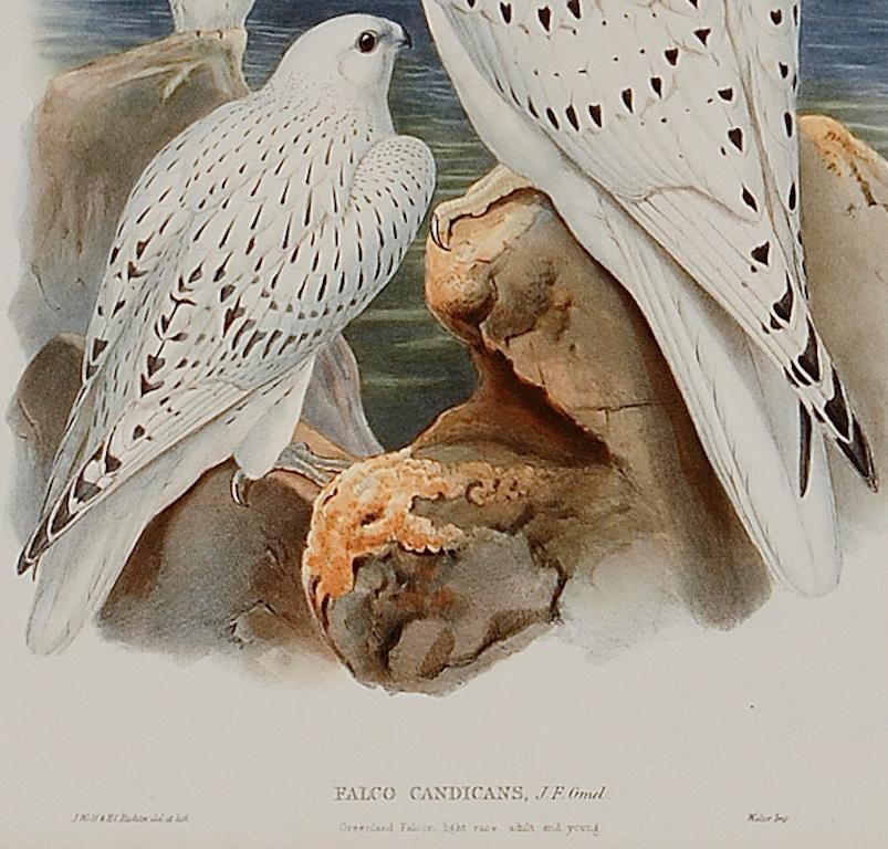 Falcon des Antilles du Verland : Lithographie colorée à la main par Gould, 19e siècle - Beige Animal Print par John Gould and Henry Constantine Richter