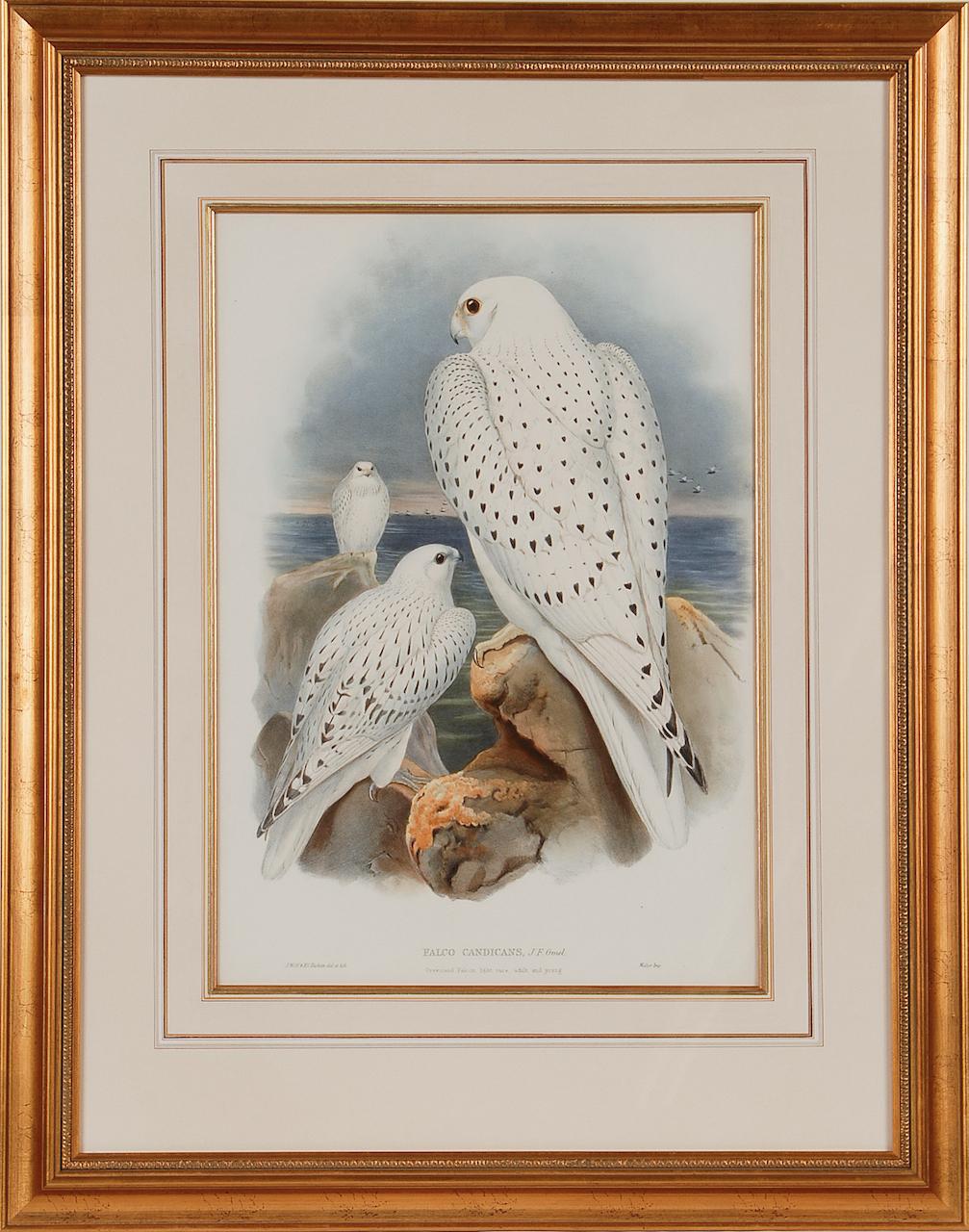 John Gould and Henry Constantine Richter Animal Print - Greenland Falcon "Falco Candicans": A 19th C. Hand-colored Lithograph by Gould