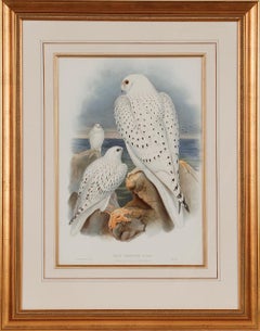 Greenland Falcon "Falco Candicans": A 19th C. Hand-colored Lithograph by Gould