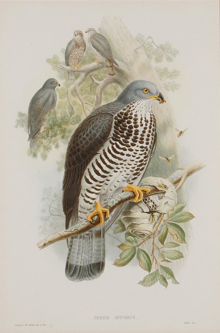 Honey Buzzard Bird: A Framed Original 19th C. Hand-colored Lithograph by Gould - Print by John Gould and Henry Constantine Richter