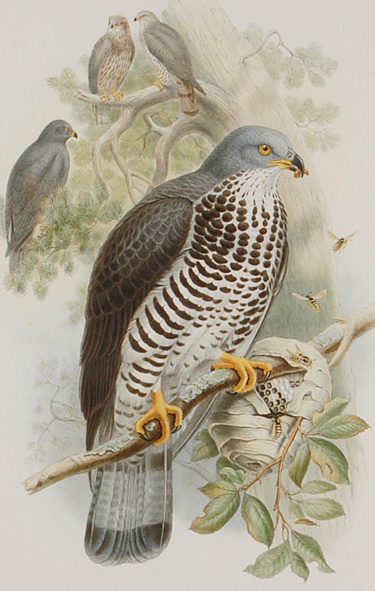 constantine falcon