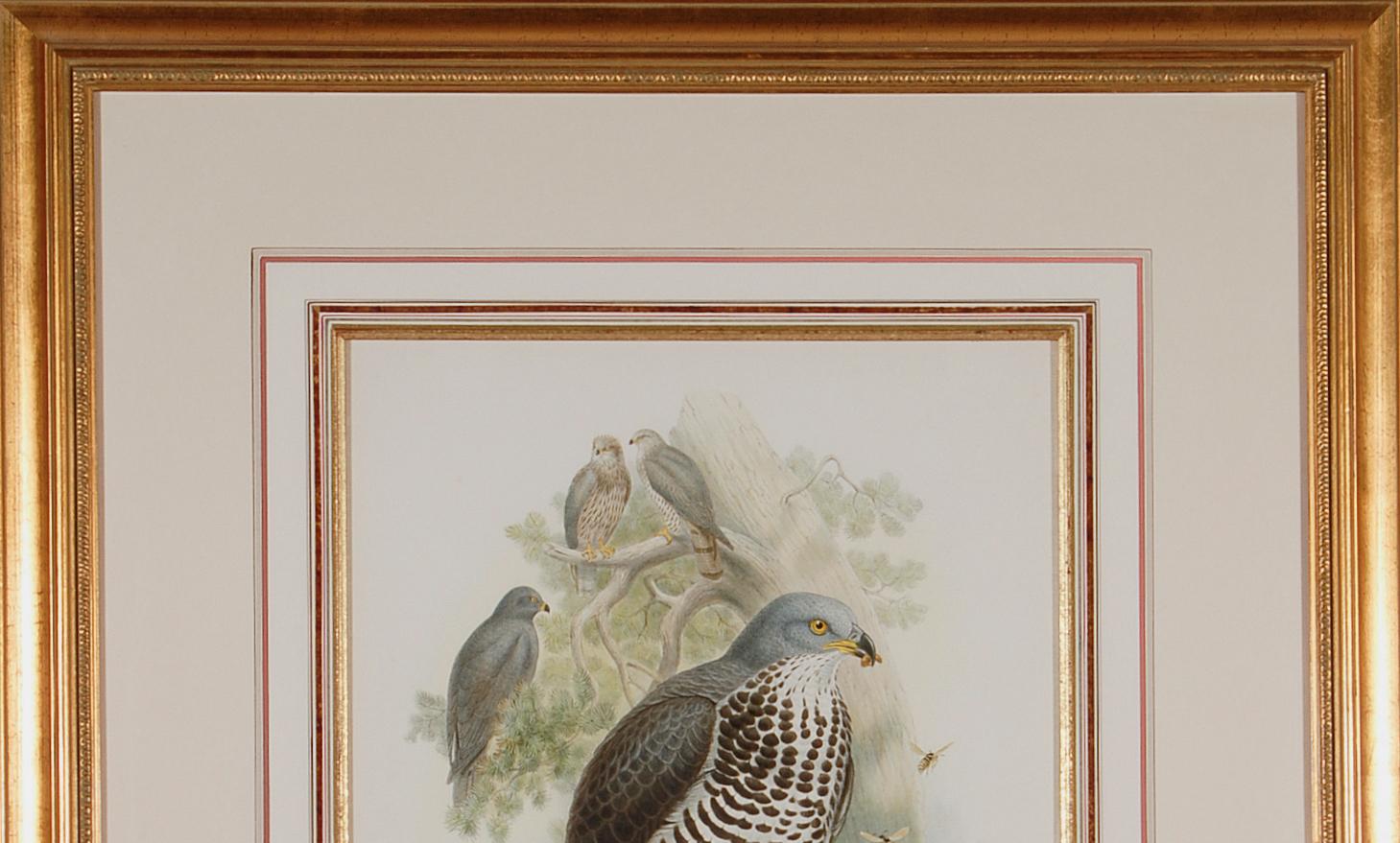 Honey Buzzard Bird: A Framed Original 19th C. Hand-colored Lithograph by Gould - Naturalistic Print by John Gould and Henry Constantine Richter