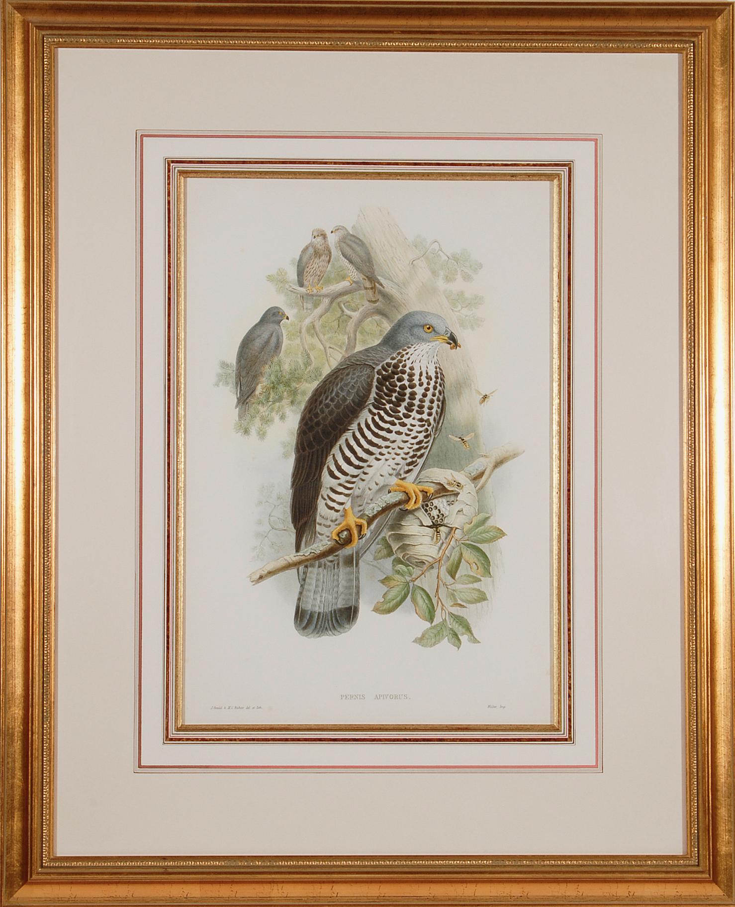 John Gould and Henry Constantine Richter Landscape Print - Honey Buzzard Bird: A Framed Original 19th C. Hand-colored Lithograph by Gould