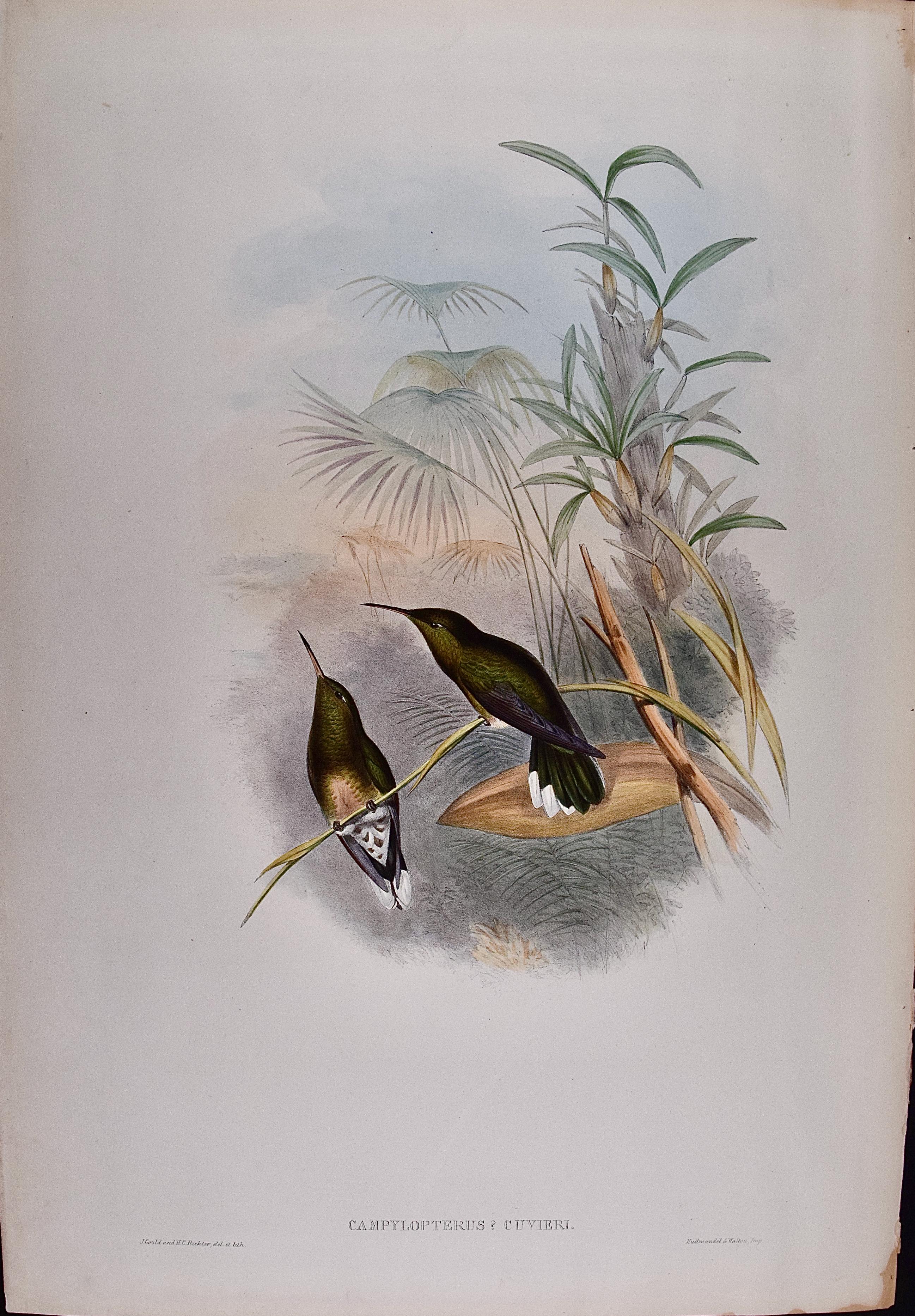 « Cuvier »s Sabre-wing Hummingbirds : Lithographie colorée à la main par Gould - Print de John Gould and Henry Constantine Richter