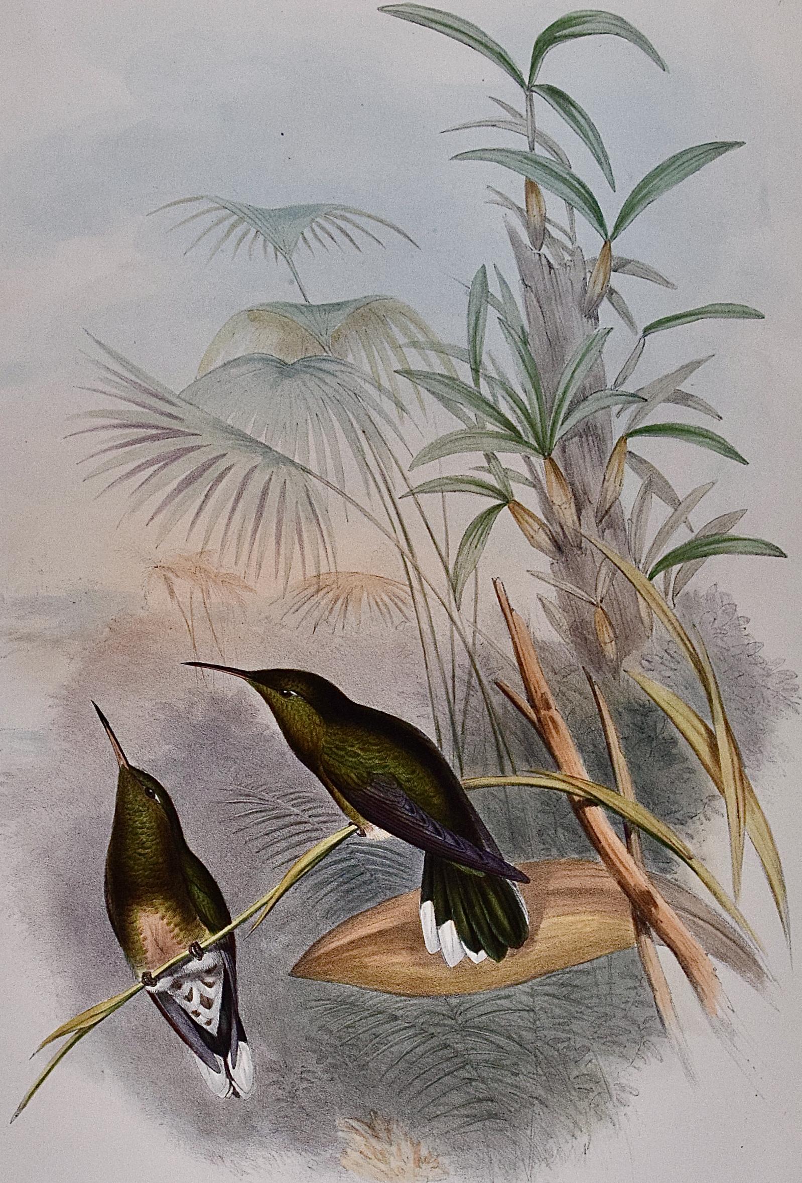 « Cuvier »s Sabre-wing Hummingbirds : Lithographie colorée à la main par Gould - Naturalisme Print par John Gould and Henry Constantine Richter