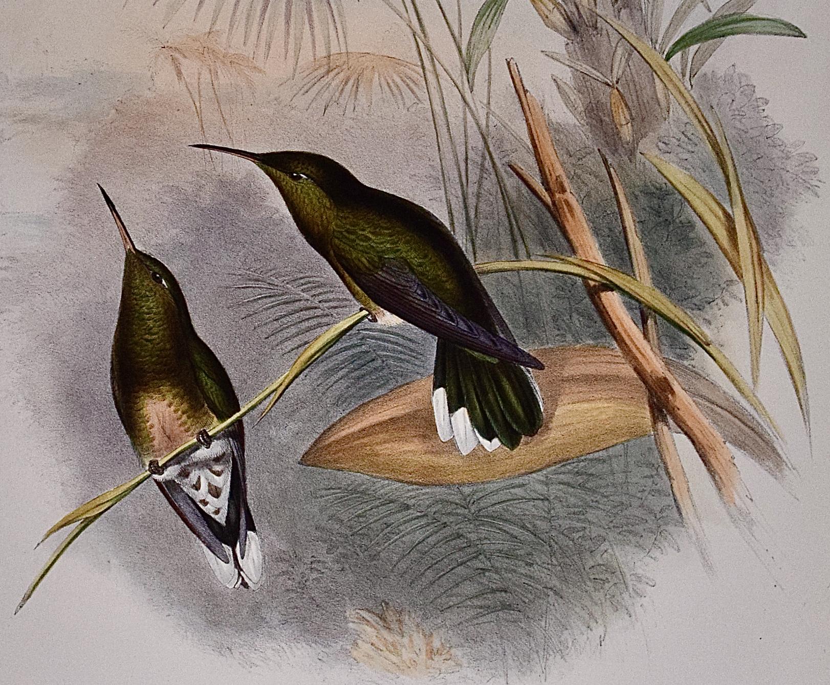 « Cuvier »s Sabre-wing Hummingbirds : Lithographie colorée à la main par Gould - Gris Animal Print par John Gould and Henry Constantine Richter