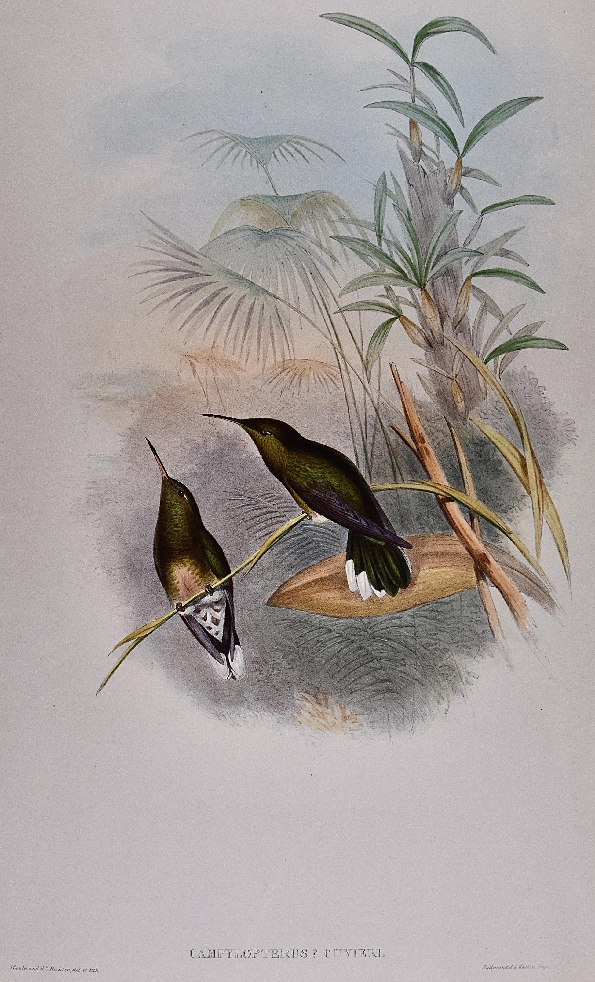 Cuvier's Sabre-wing Hummingbirds: A 19th C. Hand-colored lithograph by Gould