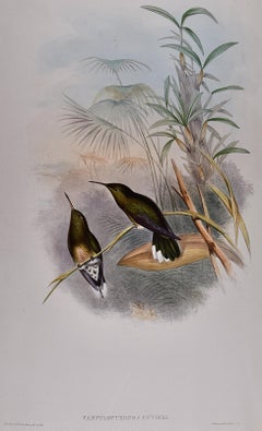 Cuvier's Sabre-wing Hummingbirds: A 19th C. Hand-colored lithograph by Gould