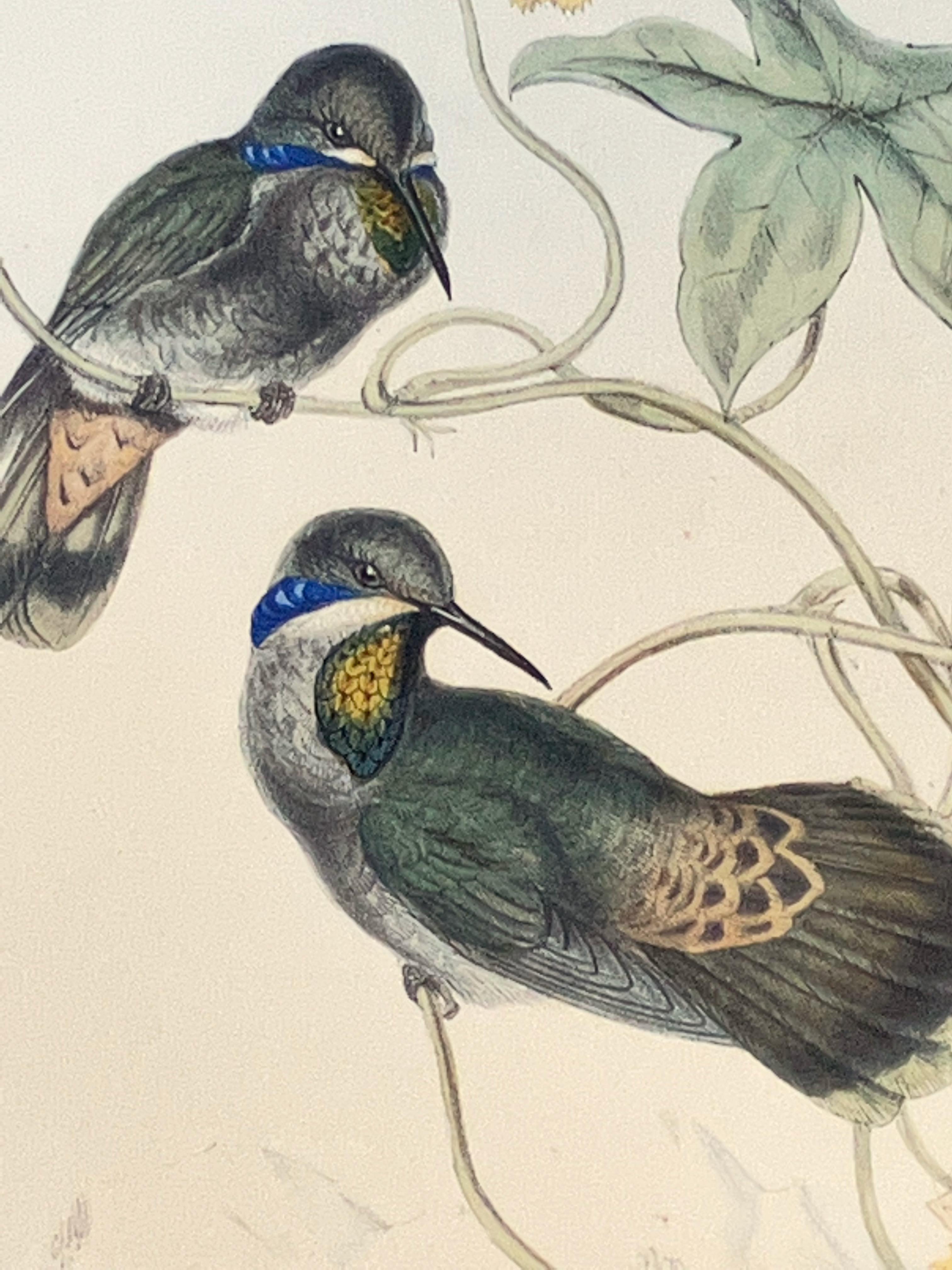 Hummingbirds - Boucle d'oreille marron violette ou Petasophora Delphinae - Print de John Gould and Henry Constantine Richter