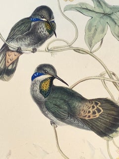 Hummingbirds - Brown Violet Ear or Petasophora Delphinae