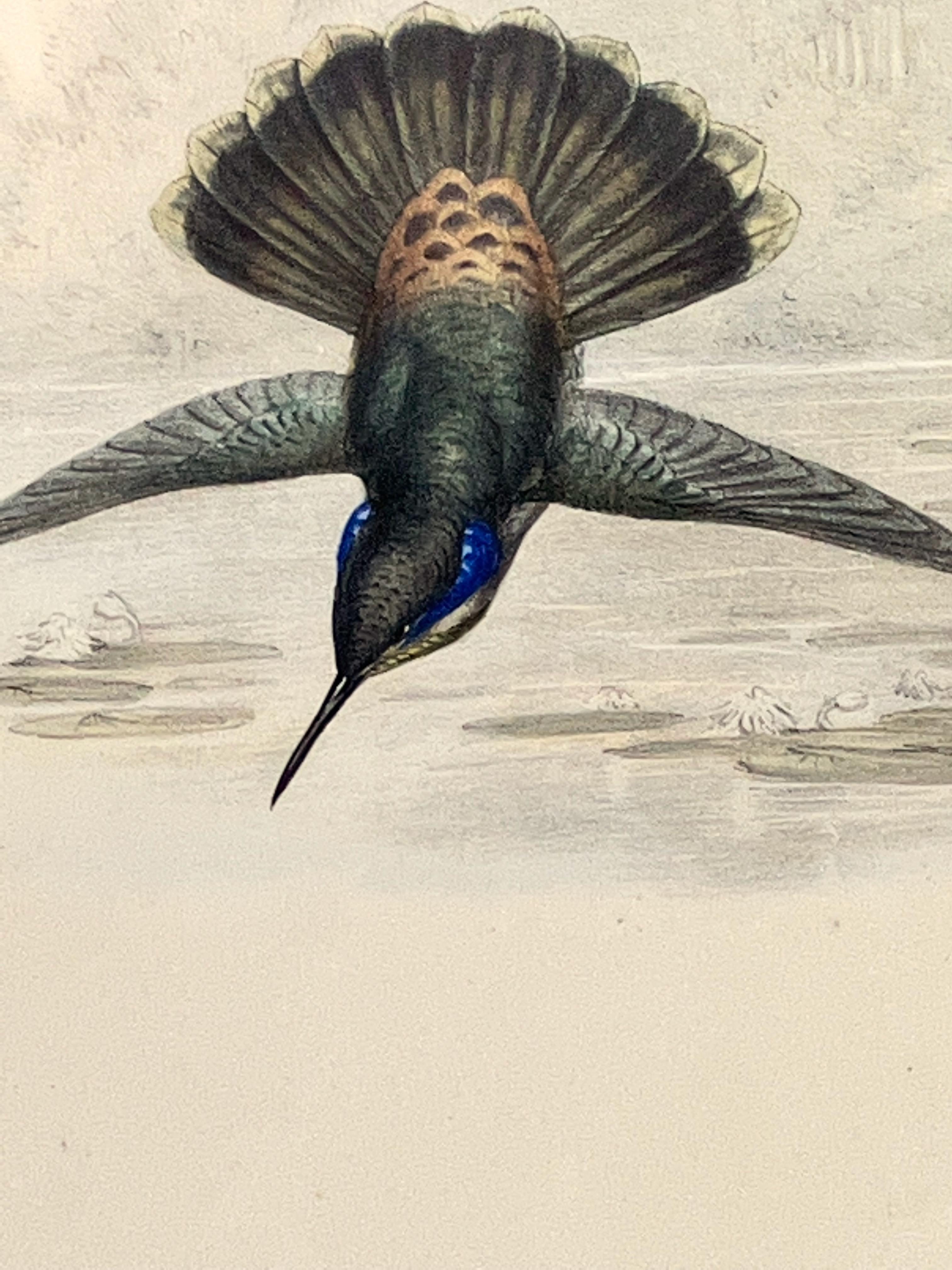 Hummingbirds - Boucle d'oreille marron violette ou Petasophora Delphinae - Réalisme Print par John Gould and Henry Constantine Richter