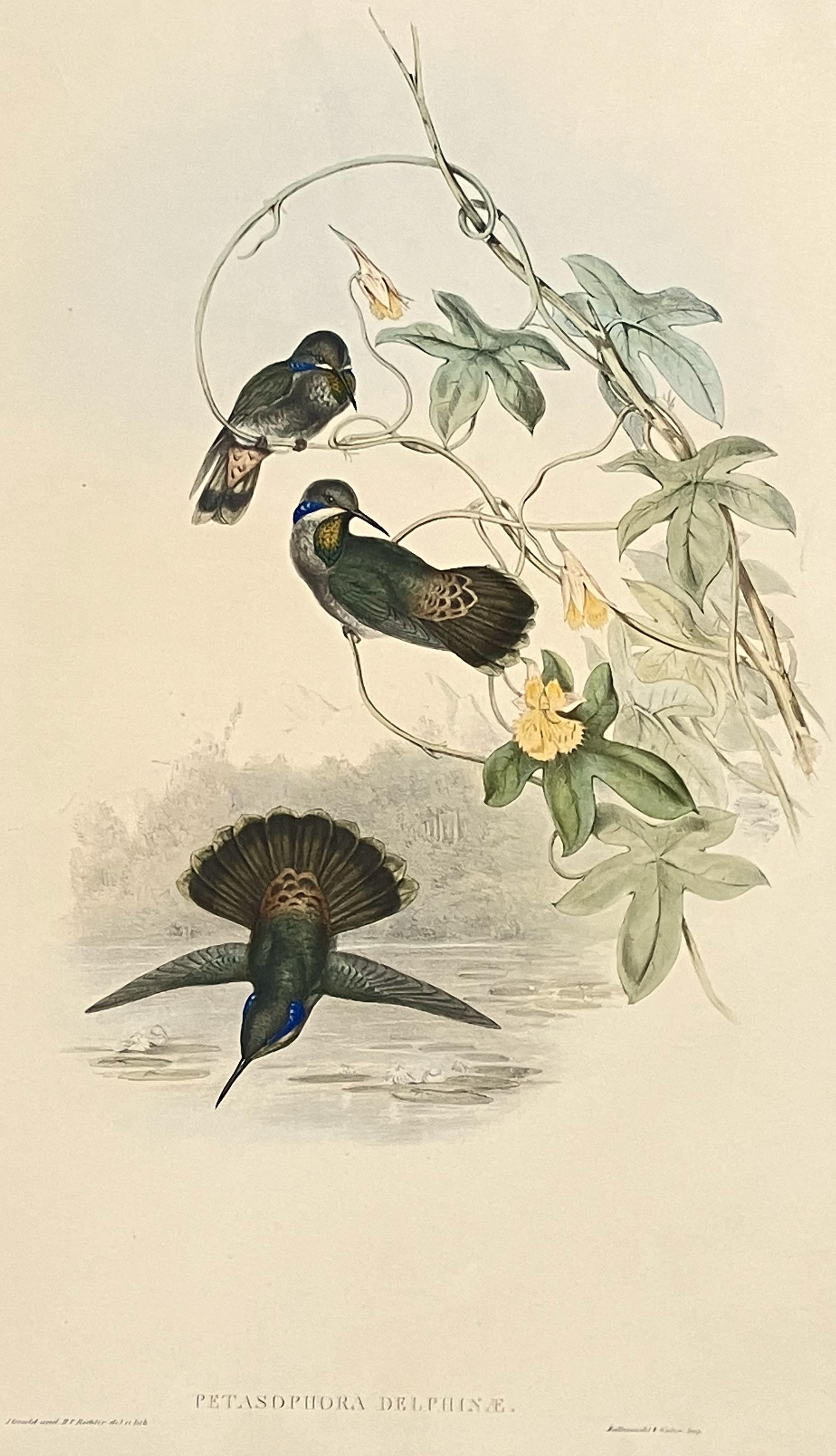 Hummingbirds – braunes violettes Ohr- oder Petasophora- Delphinae