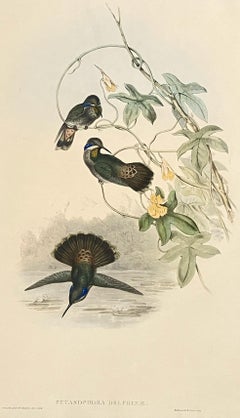 Antique Hummingbirds - Brown Violet Ear or Petasophora Delphinae