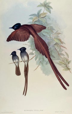 Ince's Paradise Flycatcher Birds: 19th C. Hand-colored Lithograph by John Gould
